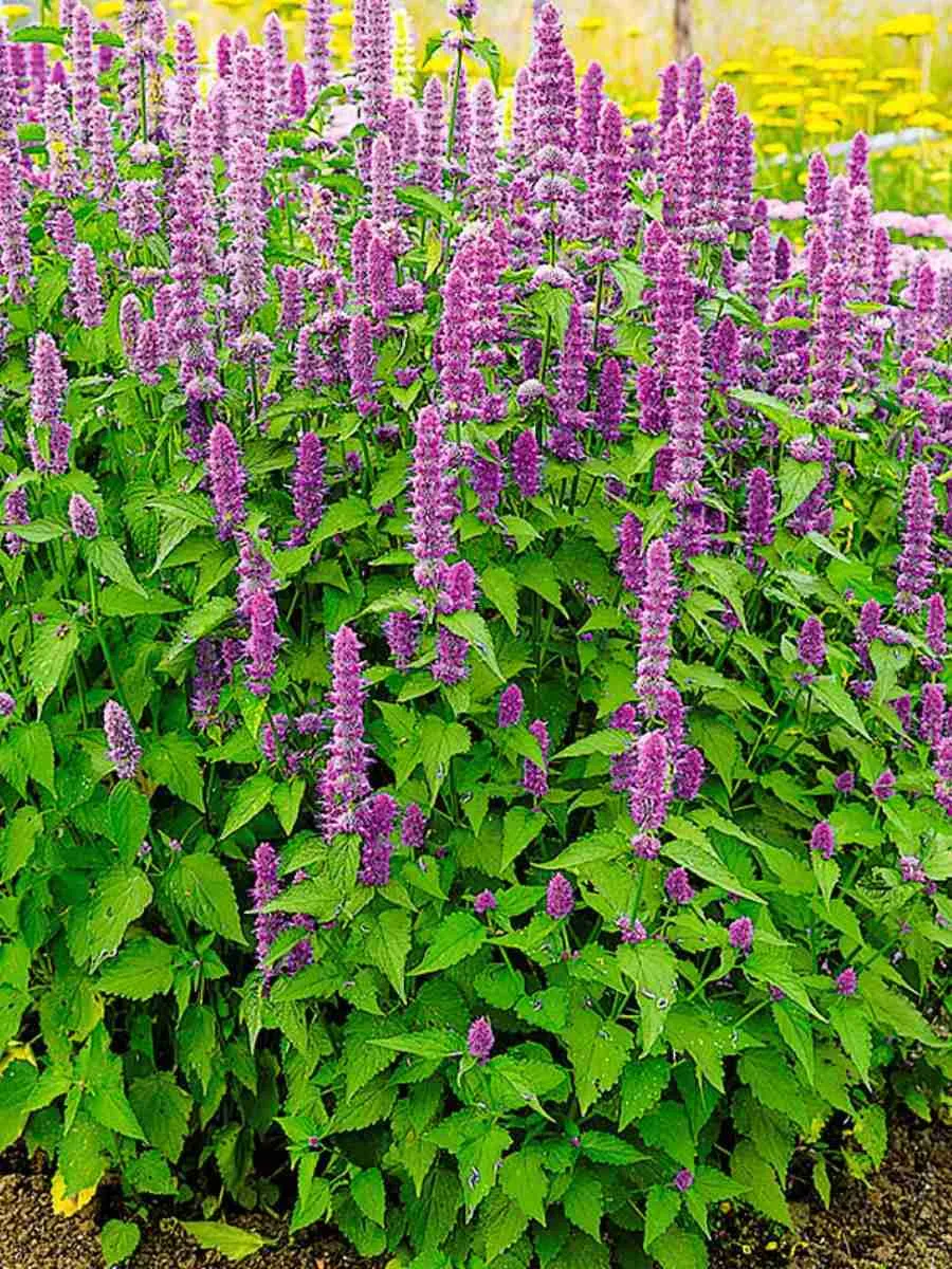 Агастахис Агастахис