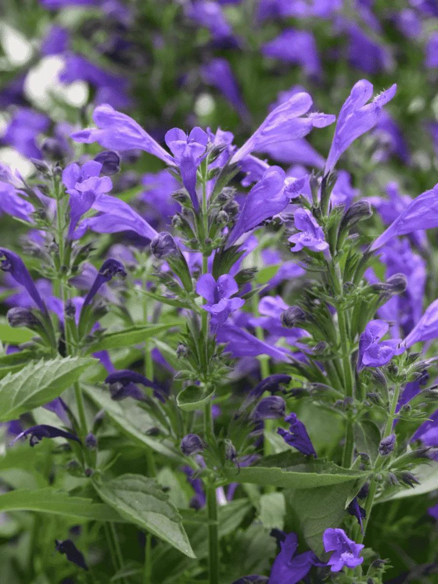 Котовник Purple Prelude