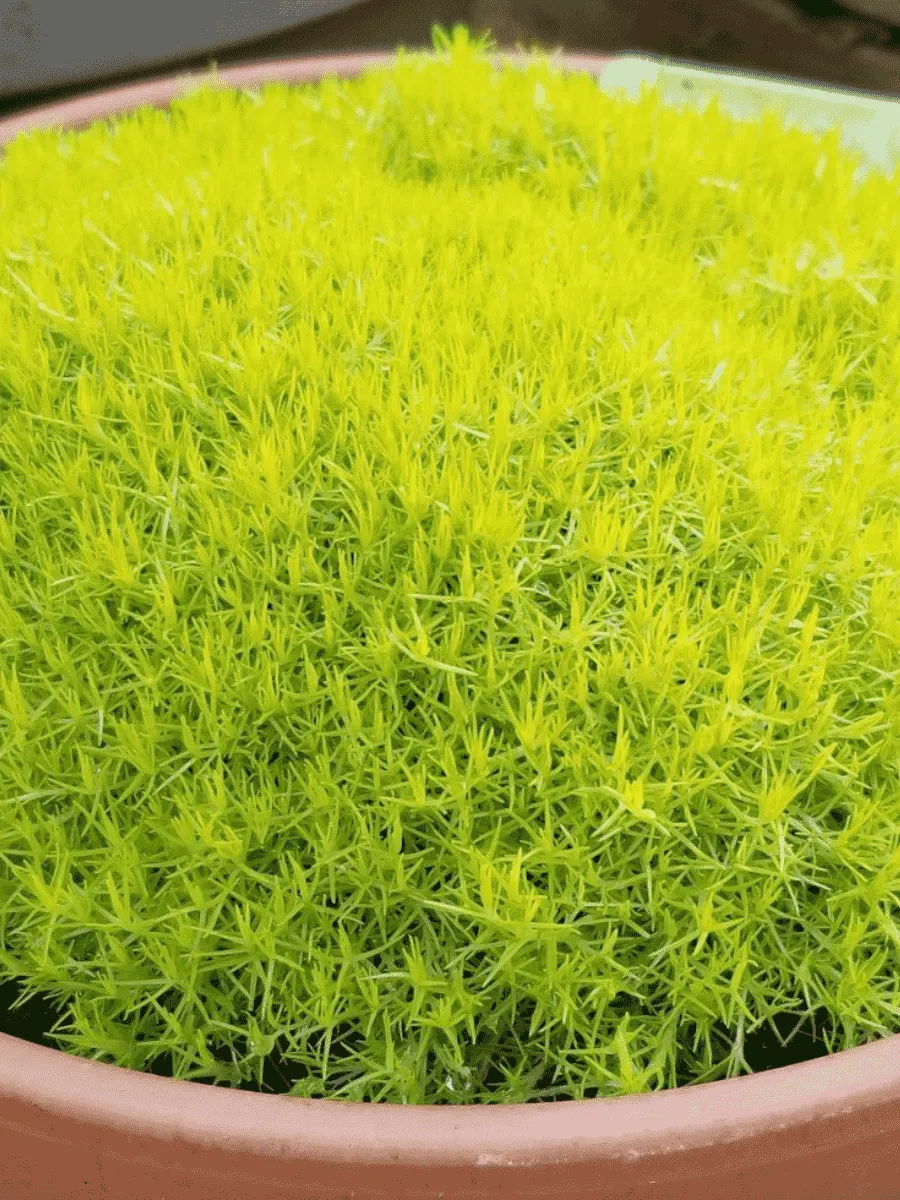 Мшанка шиловидная Lime Moss Мшанка шиловидная Lime Moss