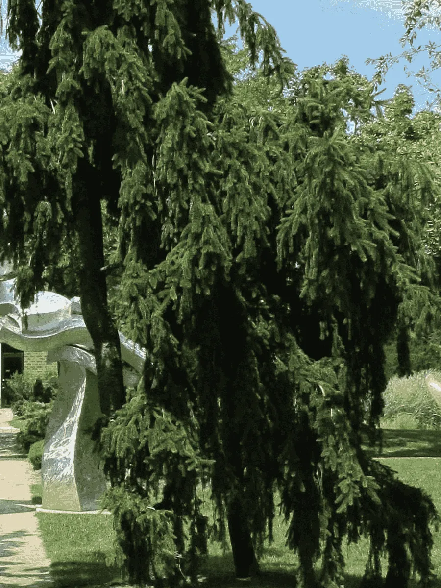 Ель обыкновенная Pendula Major Ель обыкновенная Pendula Major