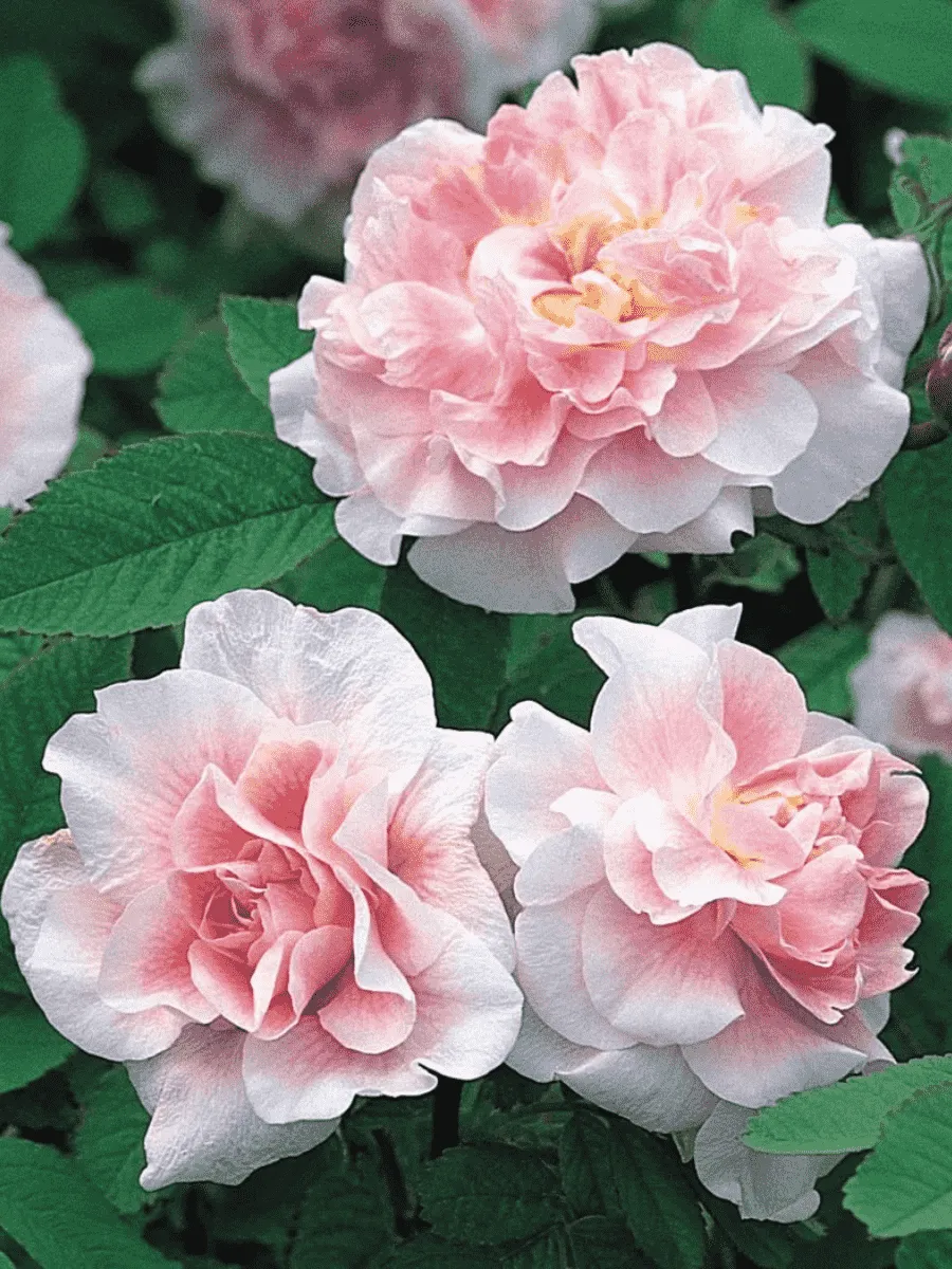 Роза канадская парковая Martin Frobisher