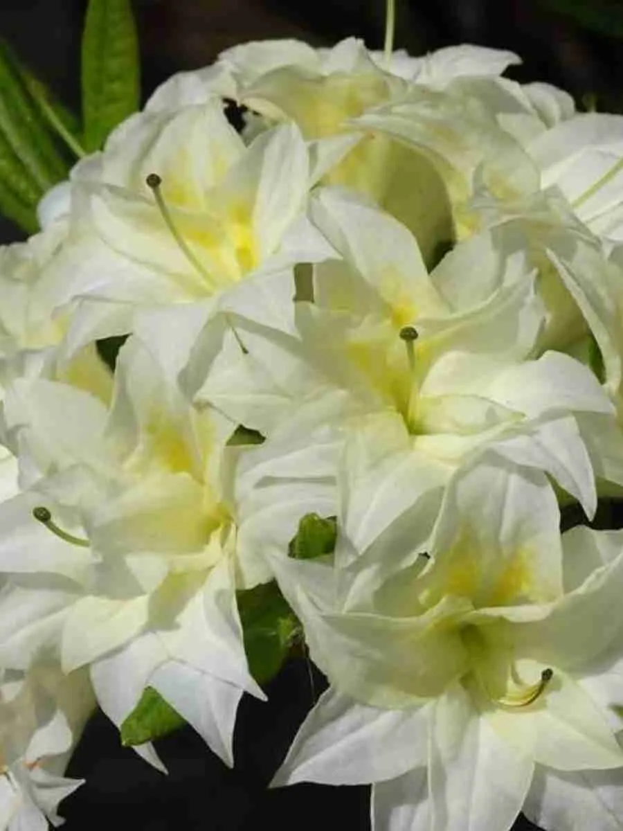 Азалия крупноцветковая Schneekopfchen Азалия крупноцветковая Schneekopfchen