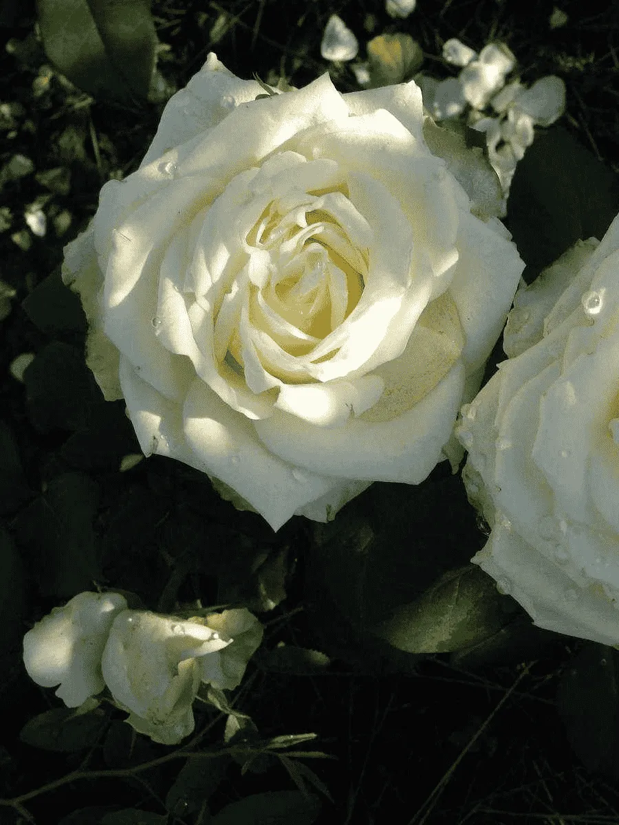 Роза чайно-гибридная White Chocolate