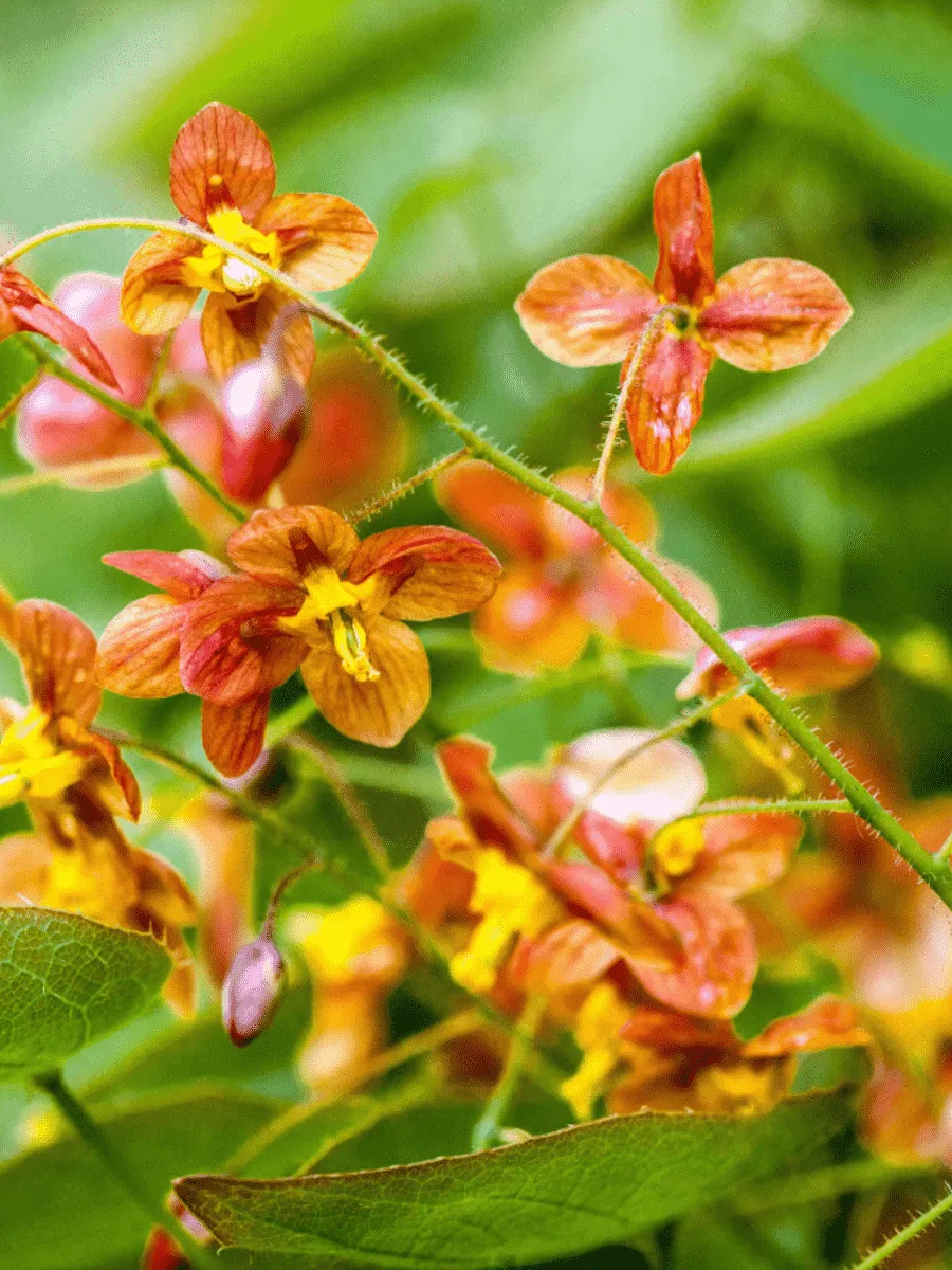 Горянка Orange Queen