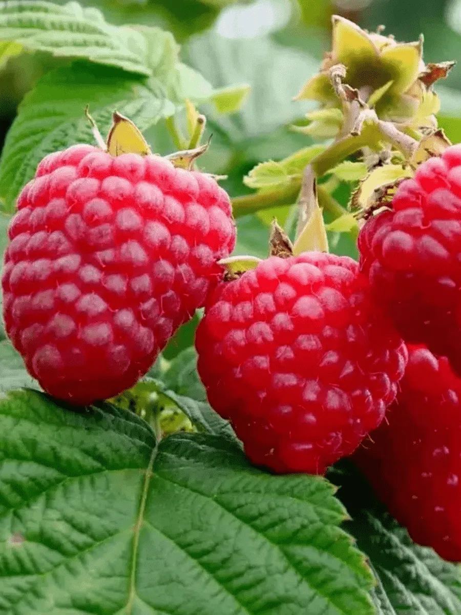 Малина обыкновенная Imara