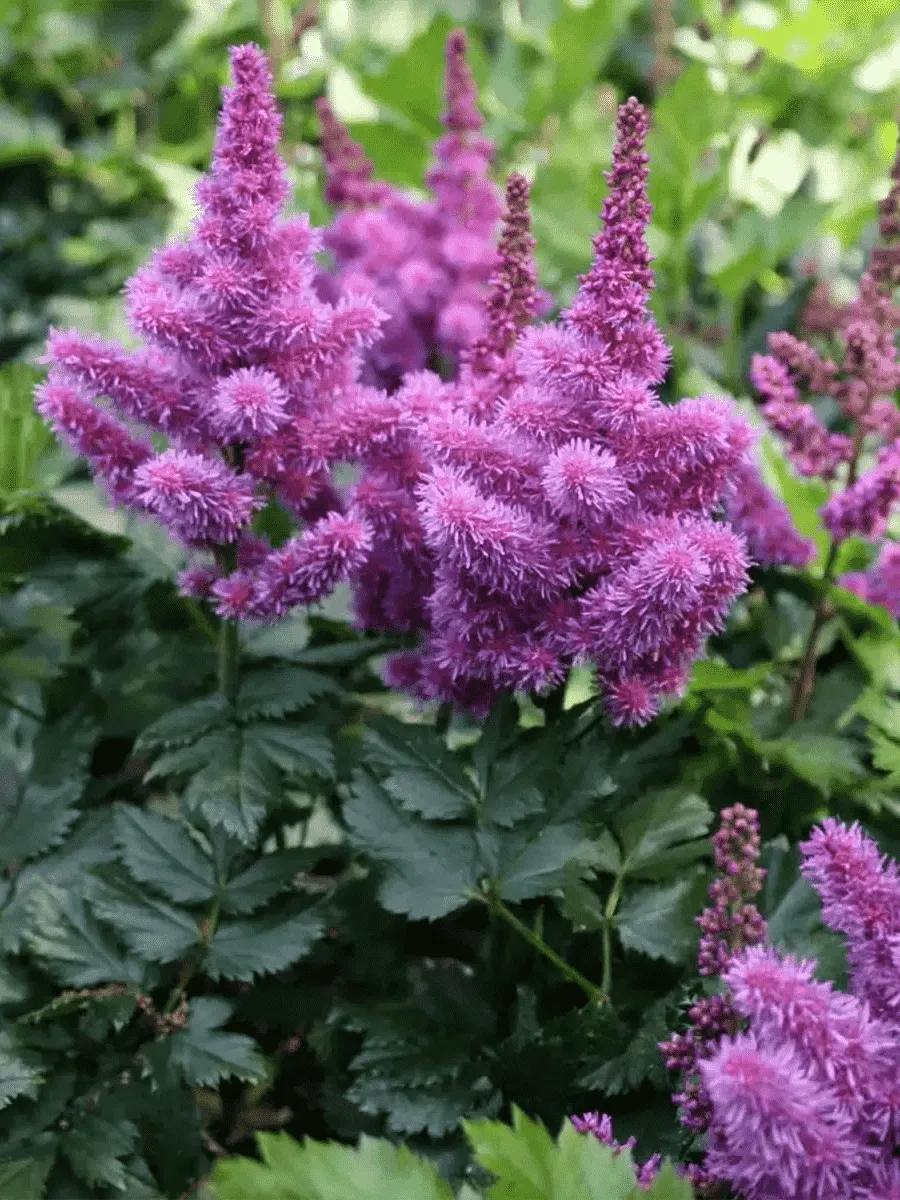 Астильба китайская Black Pearls Астильба китайская Black Pearls