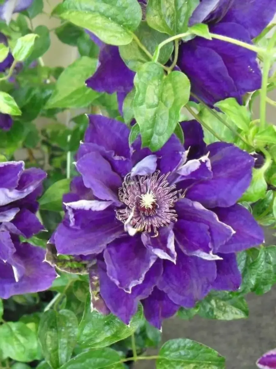 Клематис Shin-Shigyoku