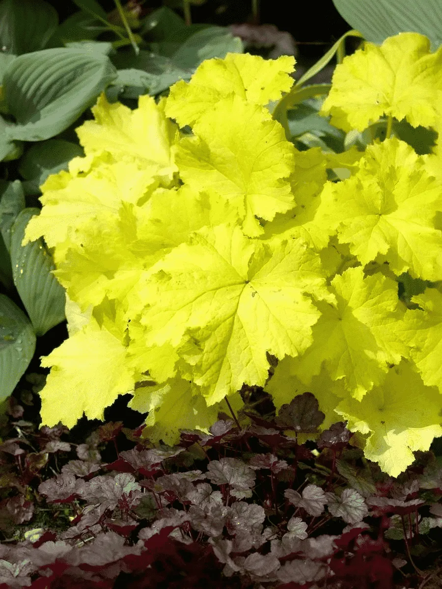 Гейхера гибридная Pistache