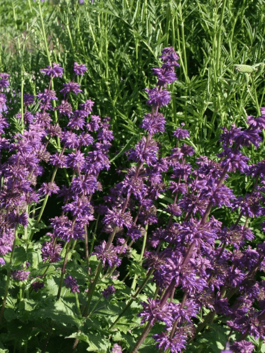 Шалфей мутовчатая Purple Rain Шалфей мутовчатая Purple Rain