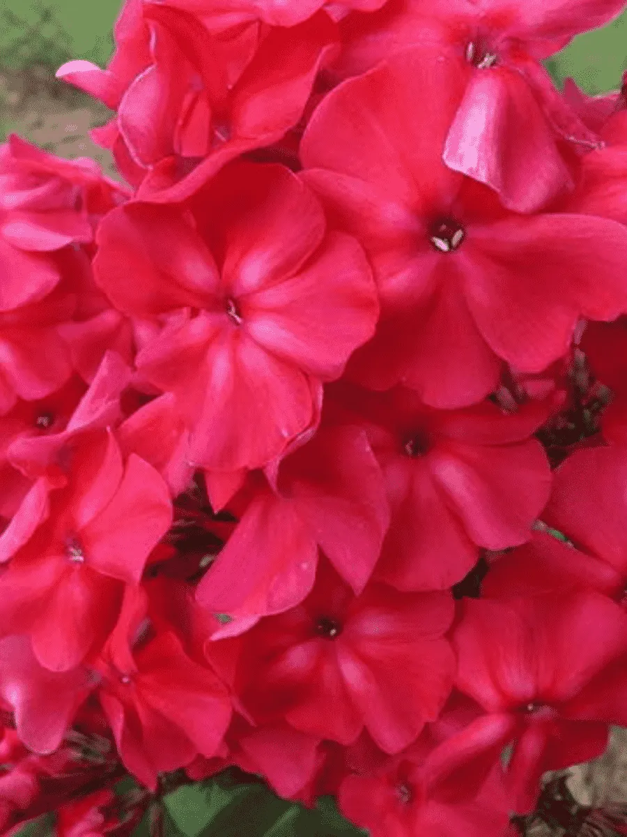 Флокс метельчатый Амазонка