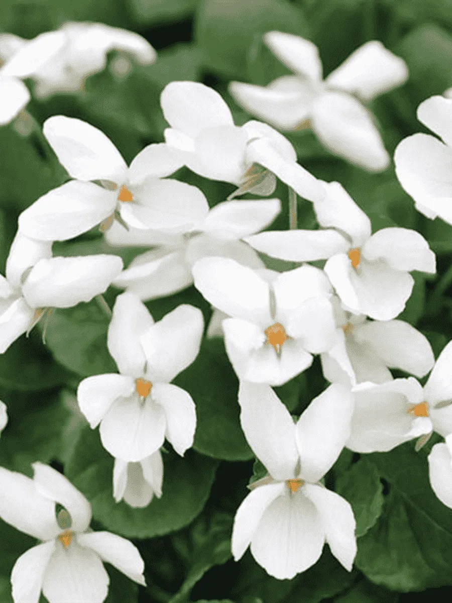 Виола душистая Royal Wedding