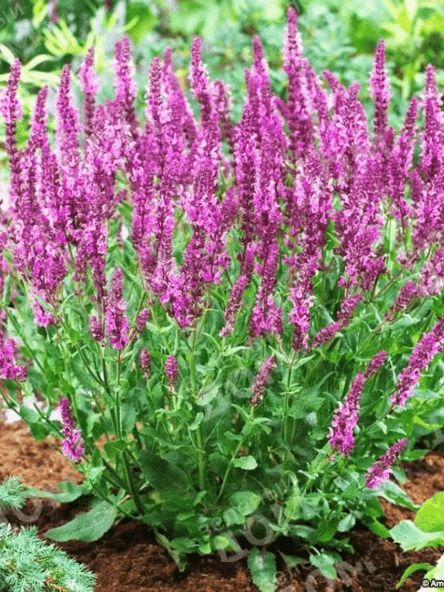 Шалфей дубравный Rose Queen