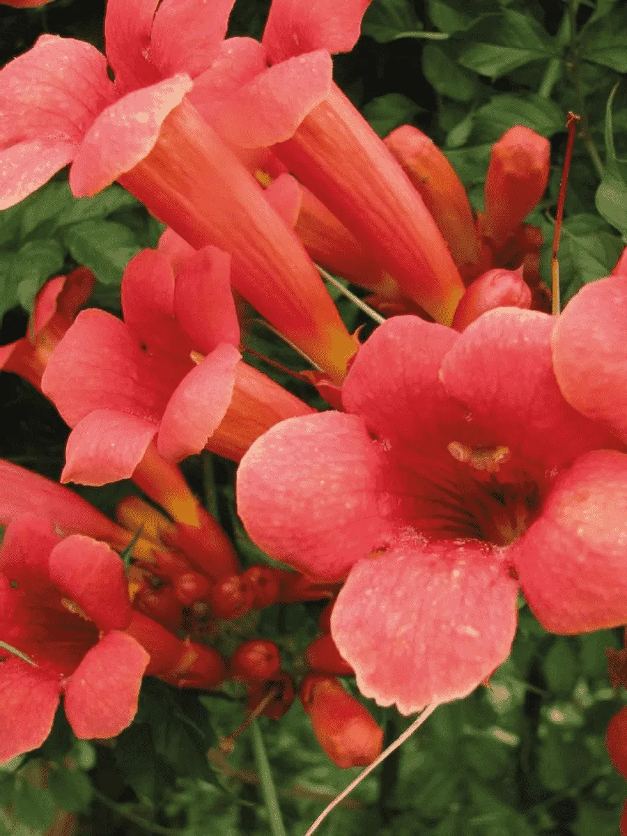 Кампсис укореняющийся Gabor Кампсис укореняющийся Gabor