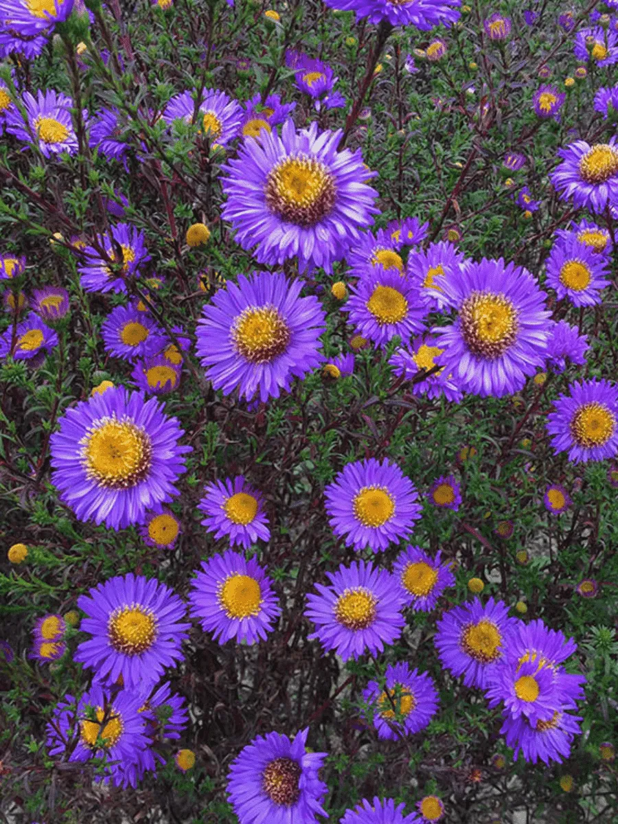 Астра ново-бельгийская Schoene von dietlikon