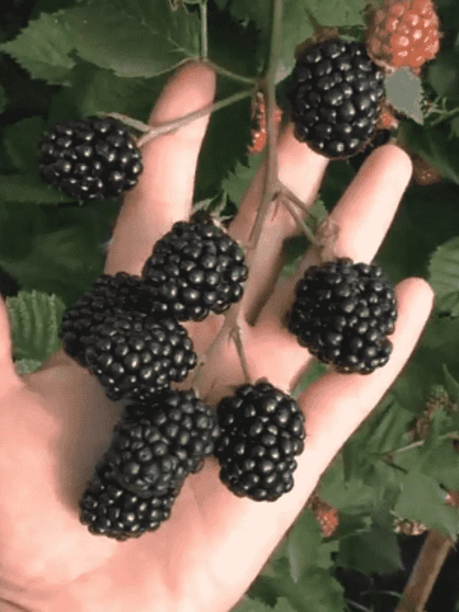 Ежевика садовая Triple Crown Ежевика садовая Triple Crown