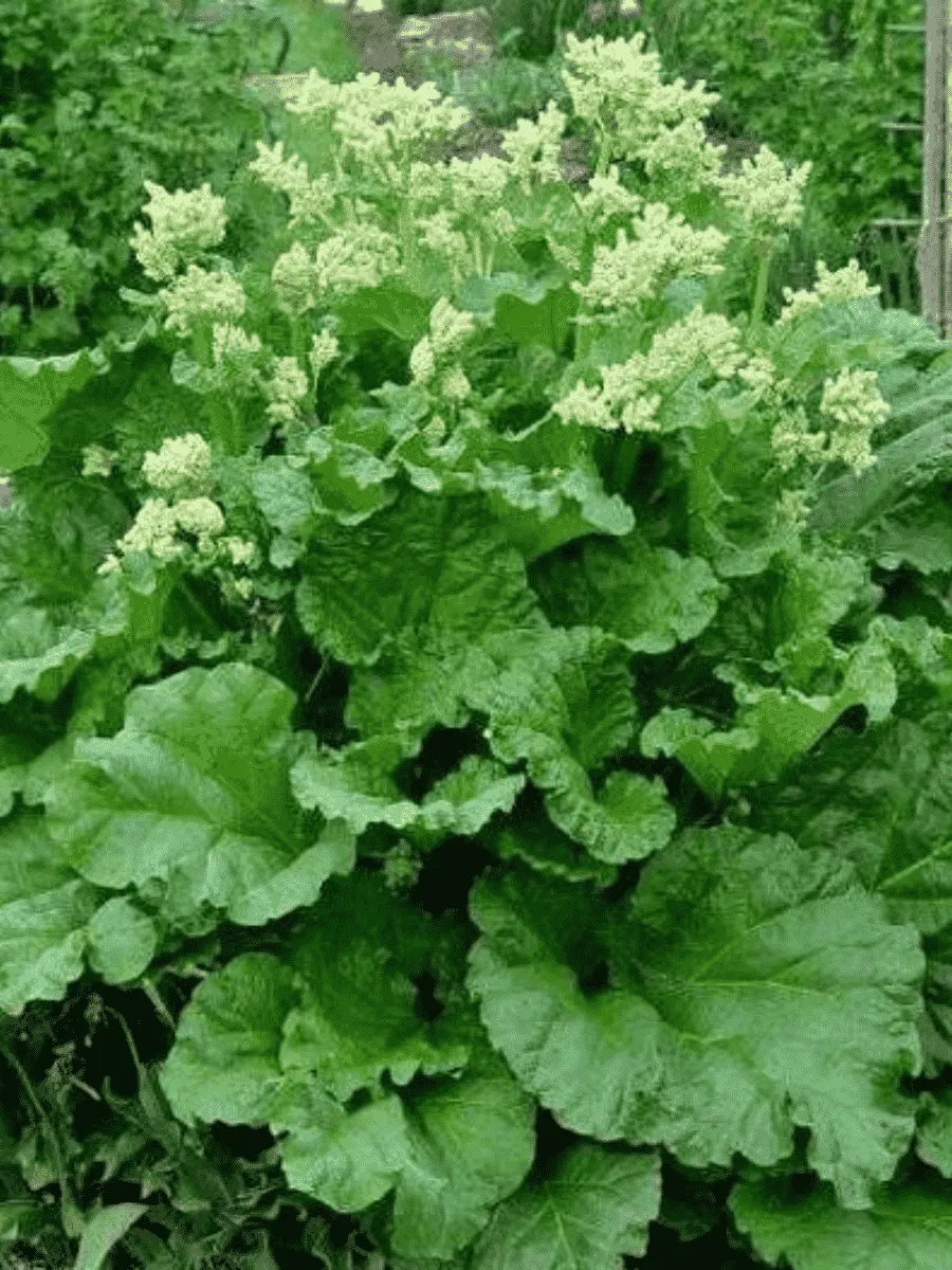 Ревень Valentine Ревень Valentine