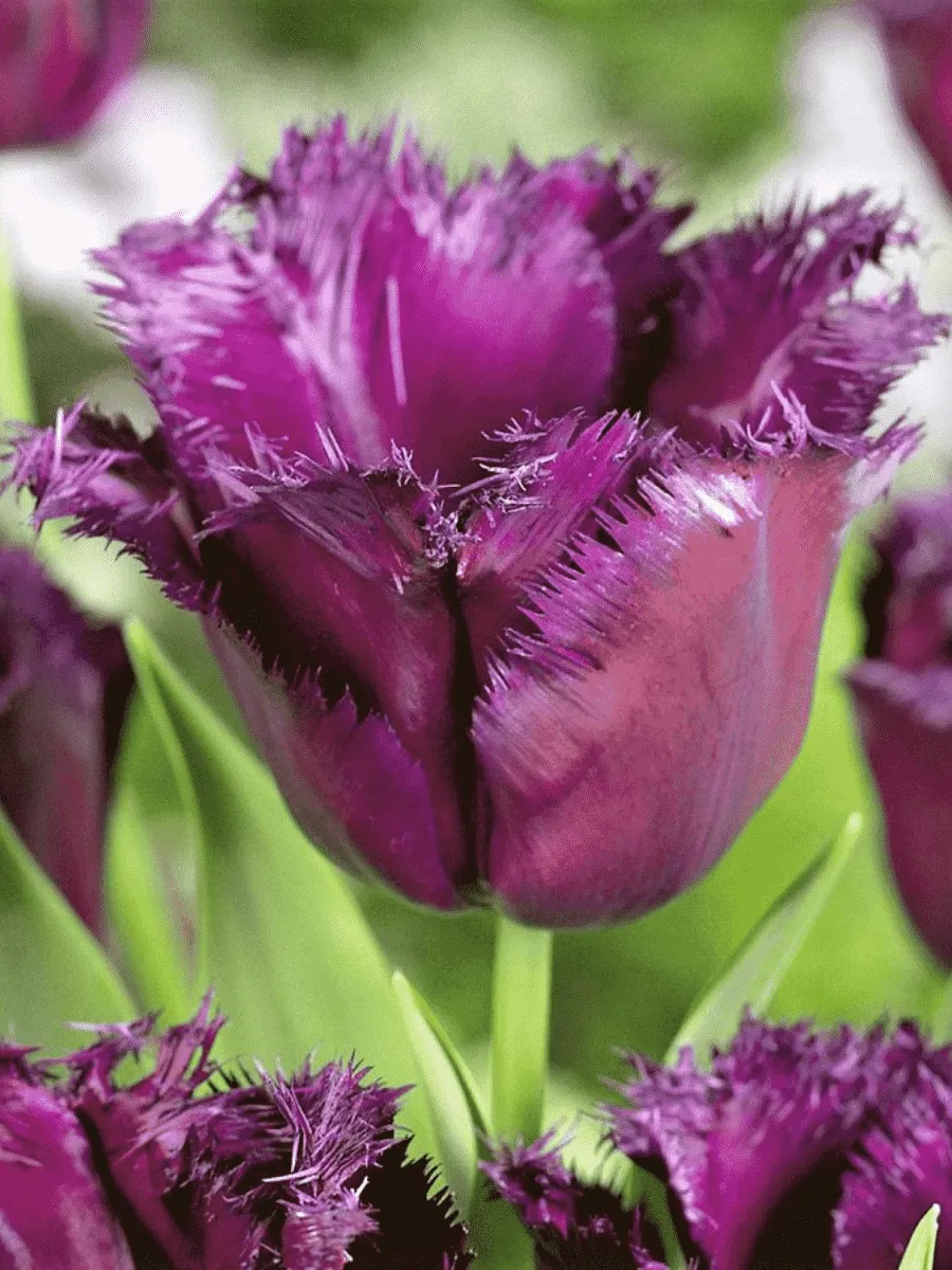 Тюльпан Gorilla