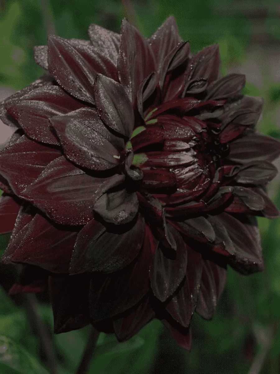 Георгина Black Barbara