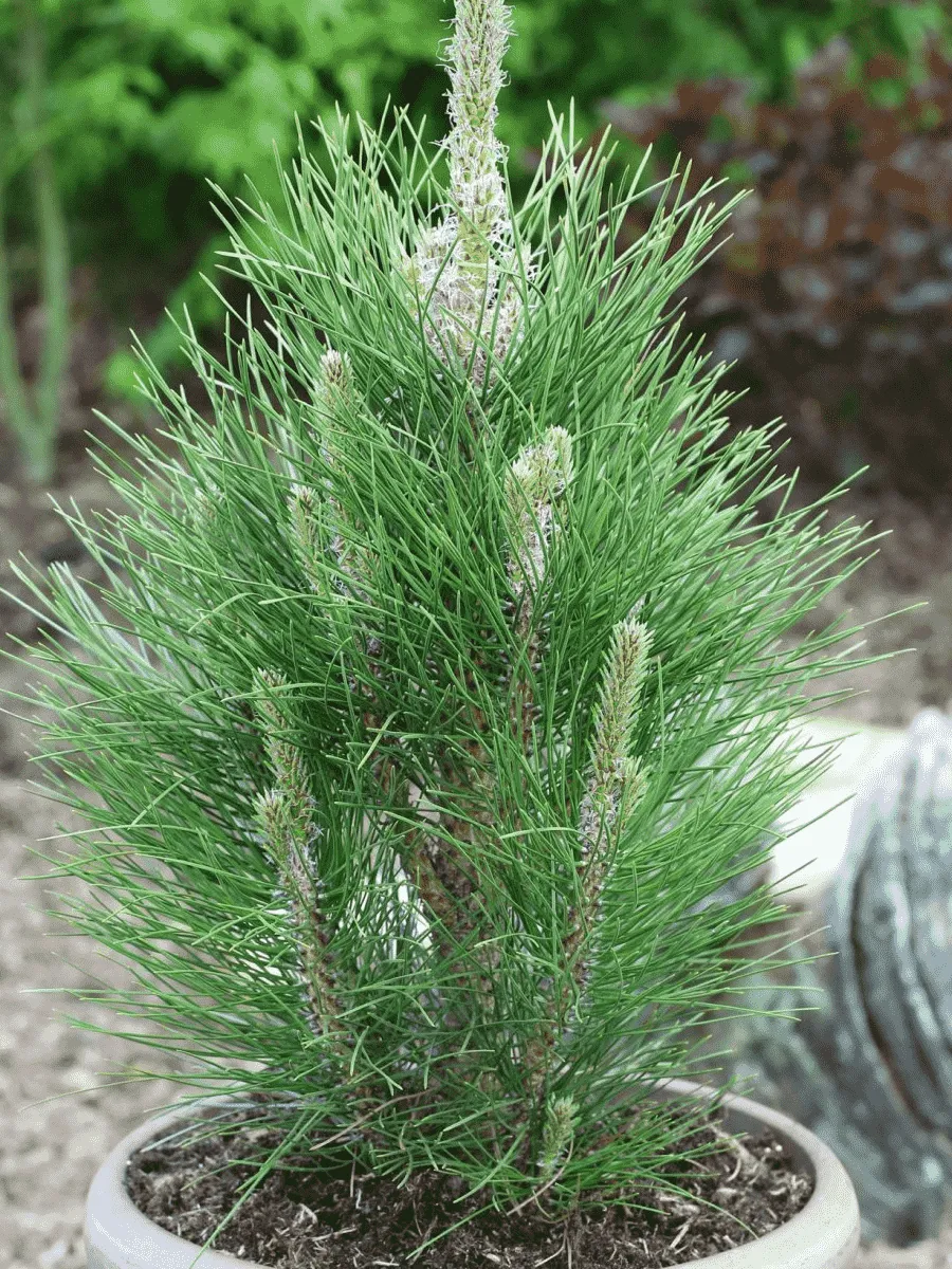 Сосна чёрная Green Rocket Сосна чёрная Green Rocket