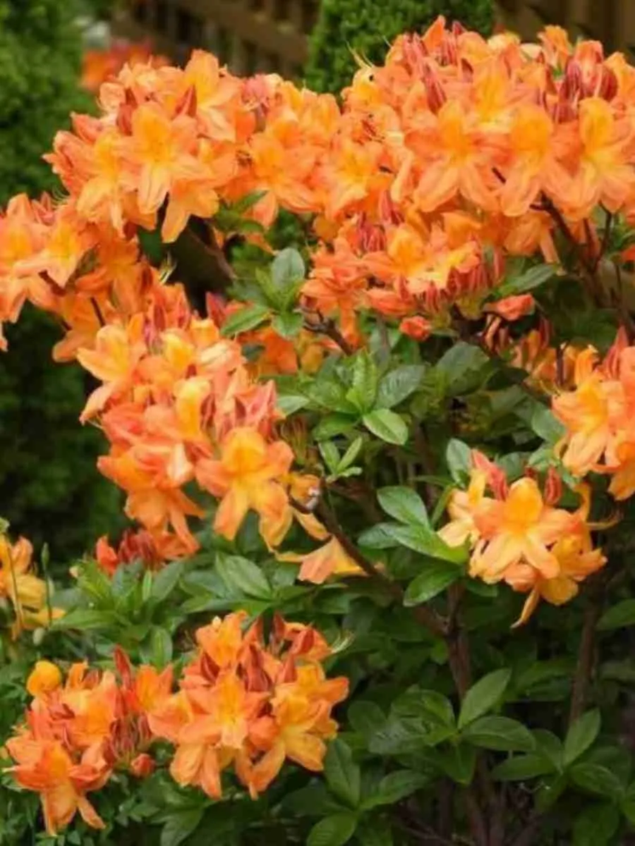 Азалия крупноцветковая Arneson Gem