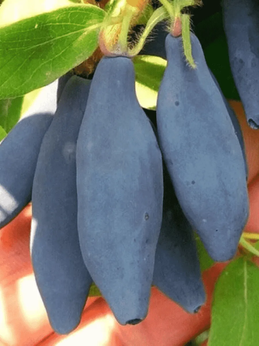 Жимолость плодовая Княгиня Жимолость плодовая Княгиня