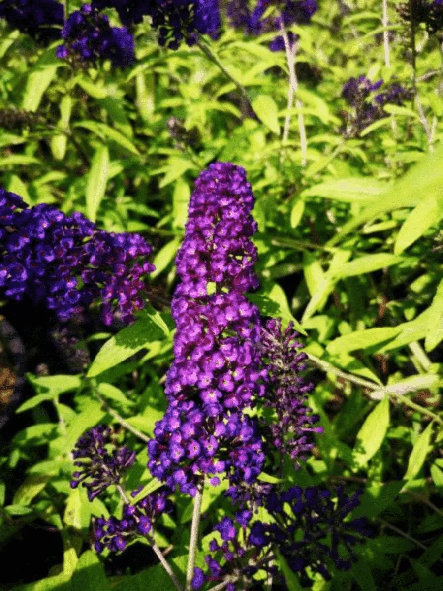 Буддлея давида Magda's Gold Knight