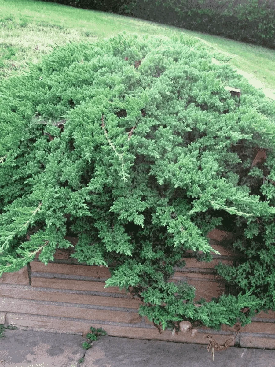 Можжевельник лежачий Nana