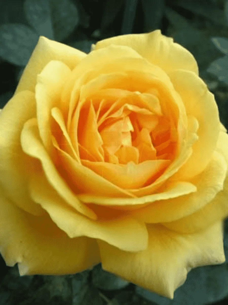 Роза чайно-гибридная Glorious