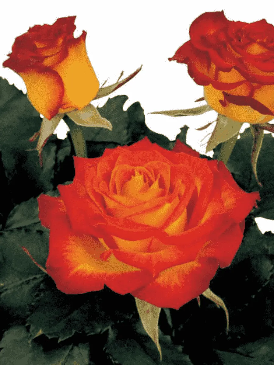 Роза чайно-гибридная High Society