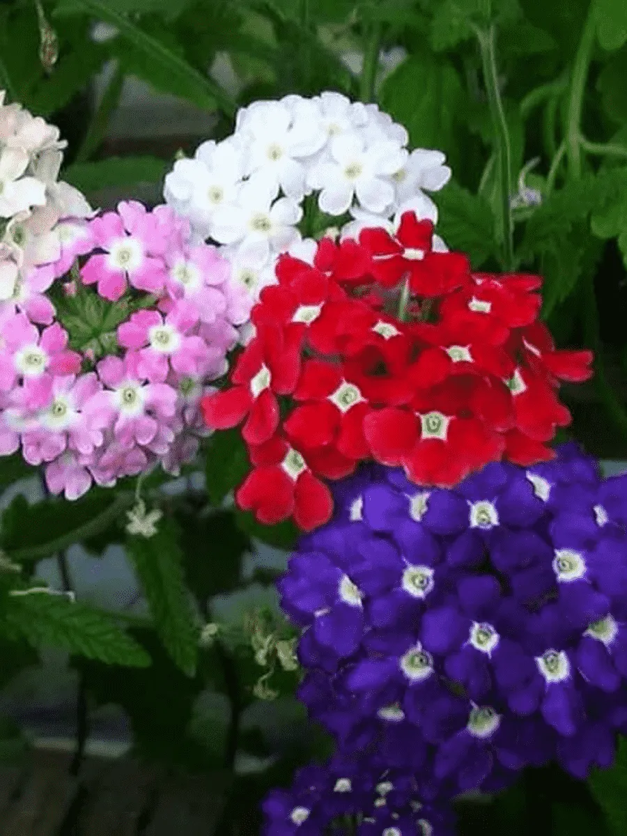 Вербена Вербена