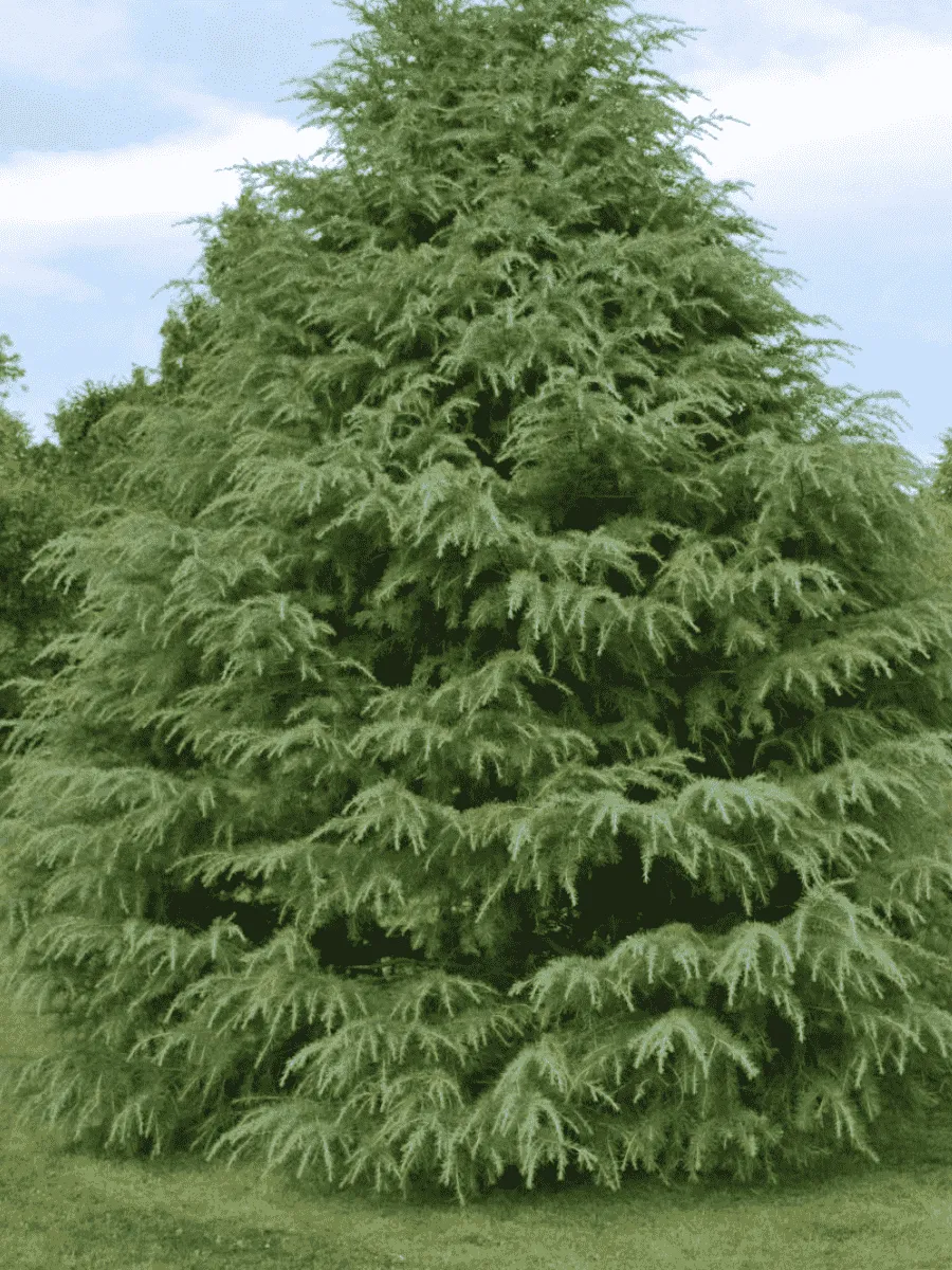 Кедр гималайский