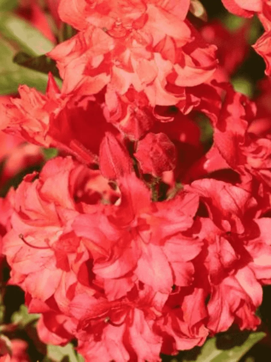 Азалия крупноцветковая Feuerkopfchen Азалия крупноцветковая Feuerkopfchen