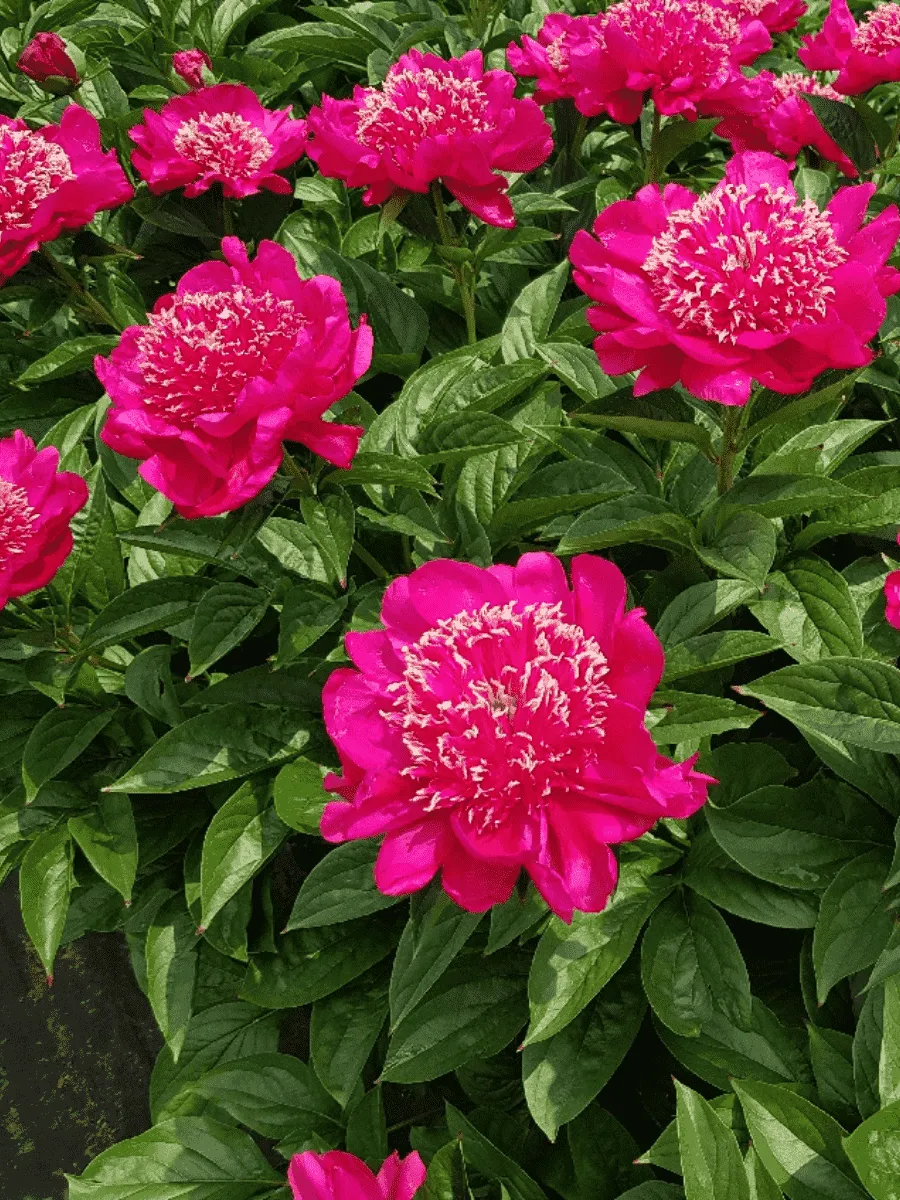 Пион Молочноцветковый Cuckoos Nest