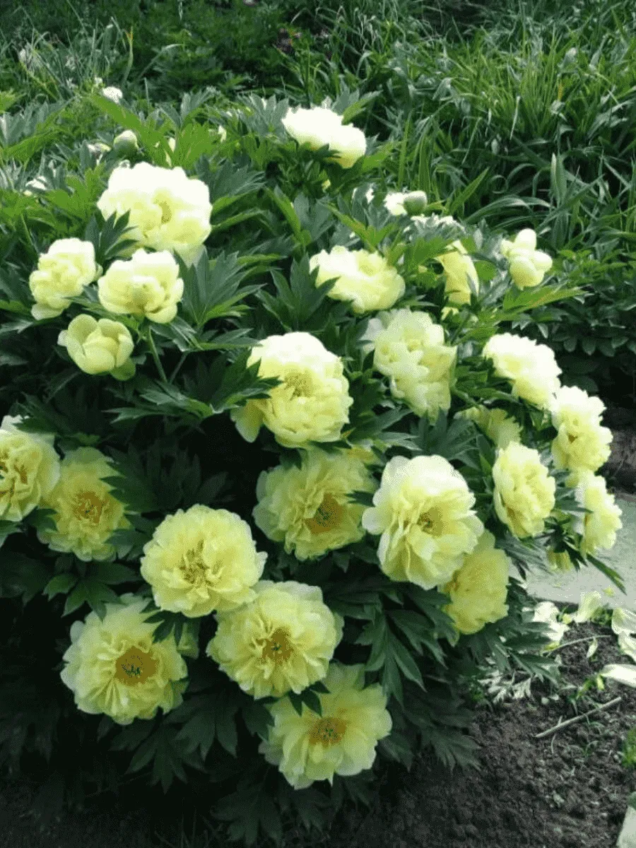 Пион ИТО Bartzella