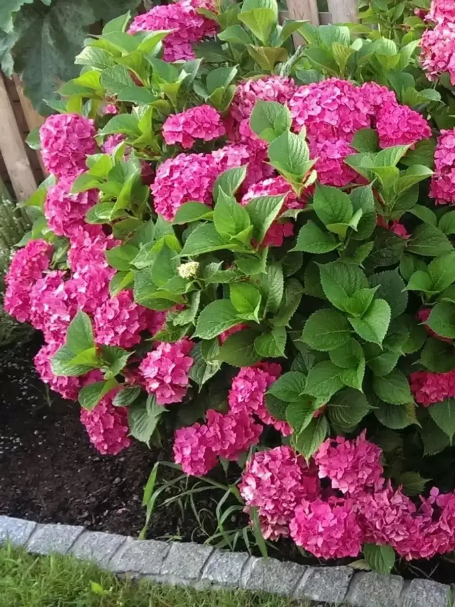 Гортензия крупнолистная Alpengluhen