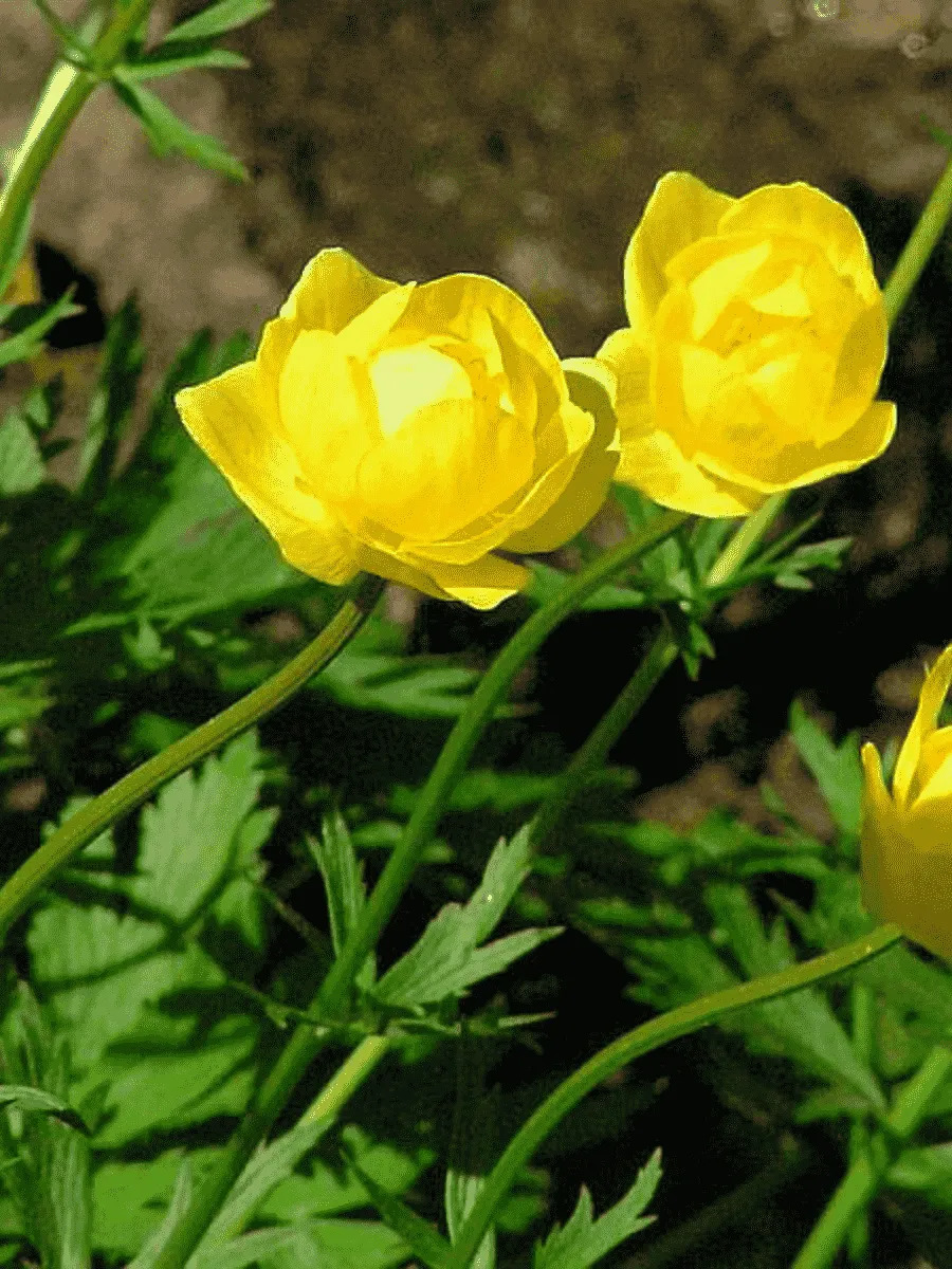 Купальница Купальница