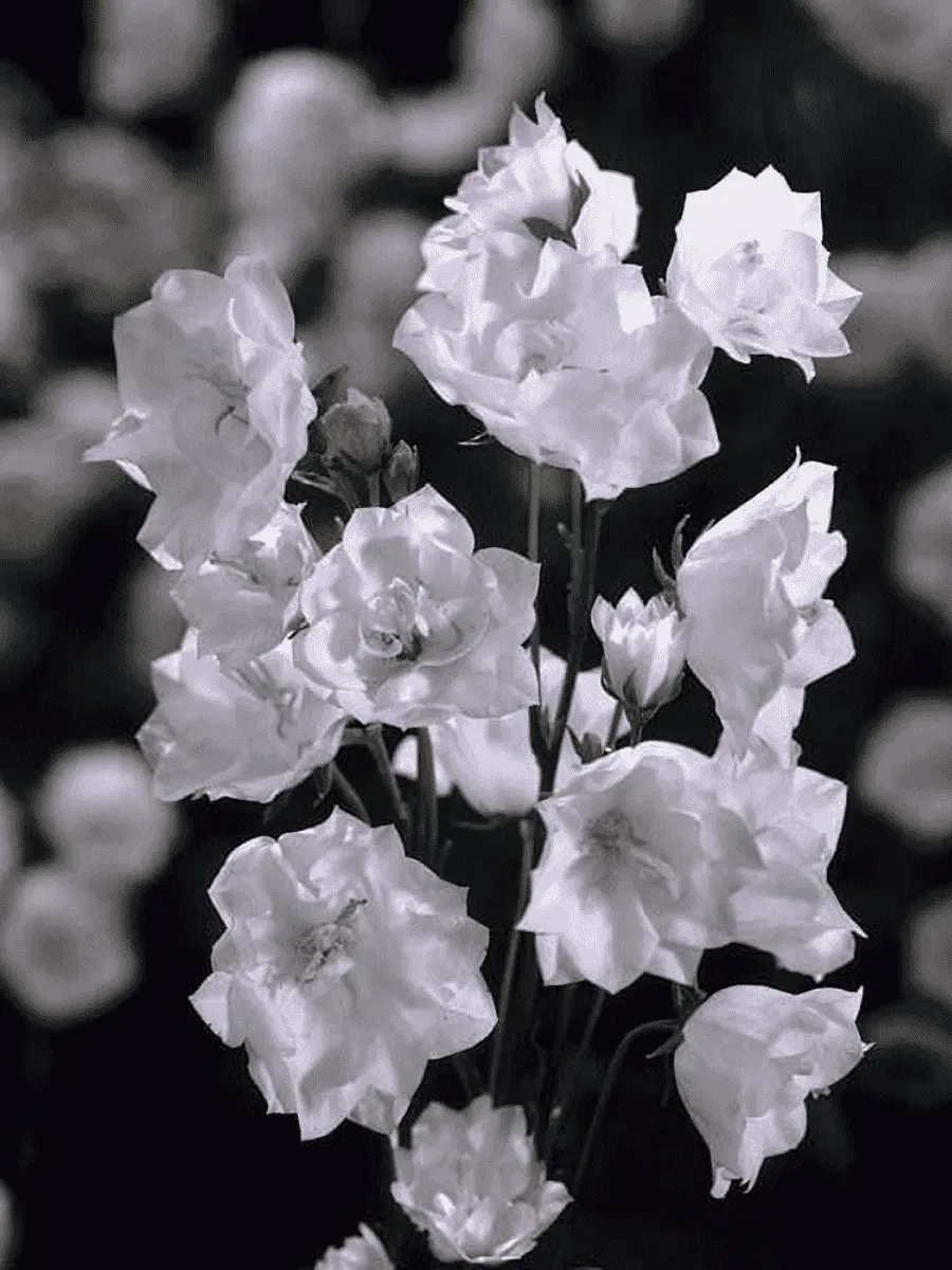 Колокольчик персиколистный La Bonne Amie