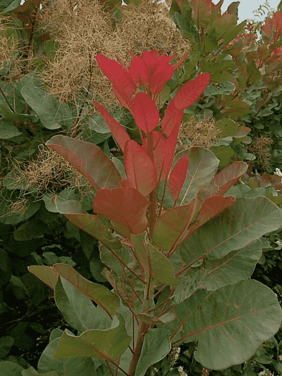 Скумпия кожевенная Old Fashioned Скумпия кожевенная Old Fashioned