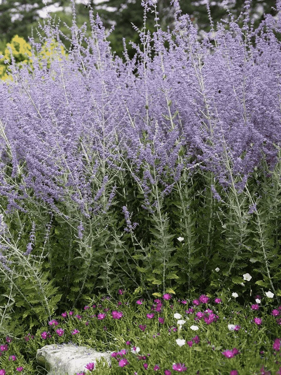 Перовския Перовския