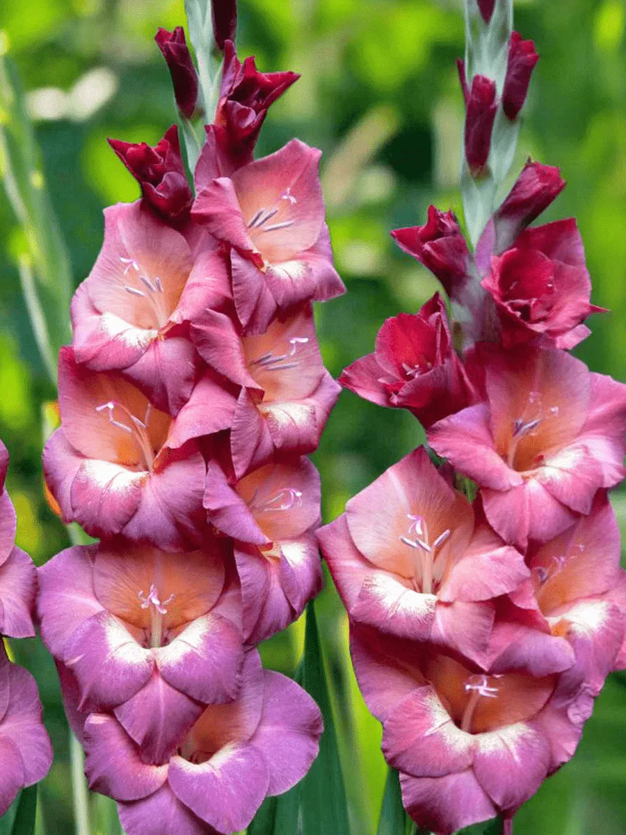 Гладиолус Torino