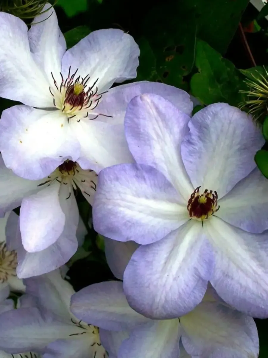 Клематис гибридный Ivan Olsson