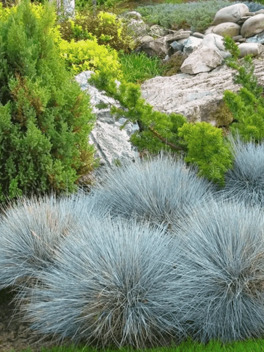 Овсяница сизая