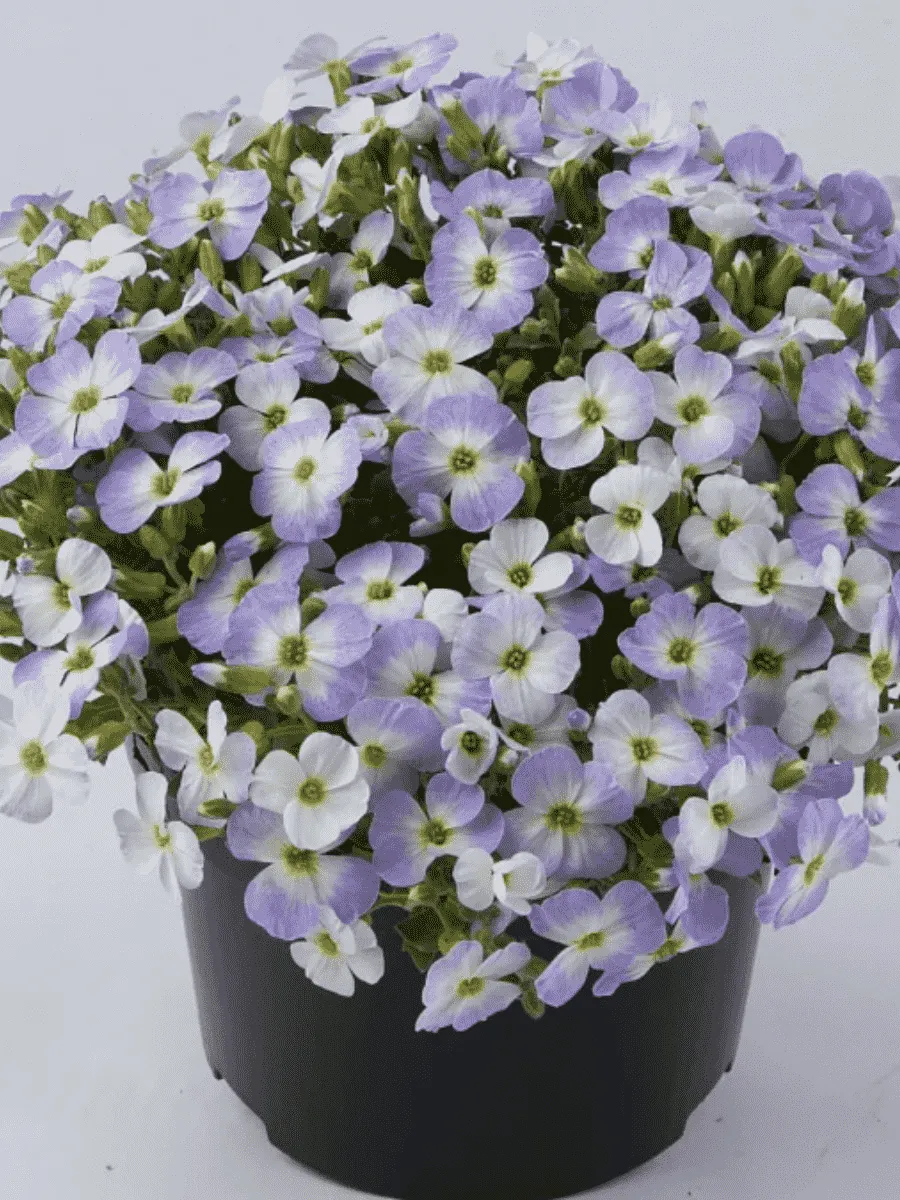 Аубриета Florado Blue Blush Bicolor