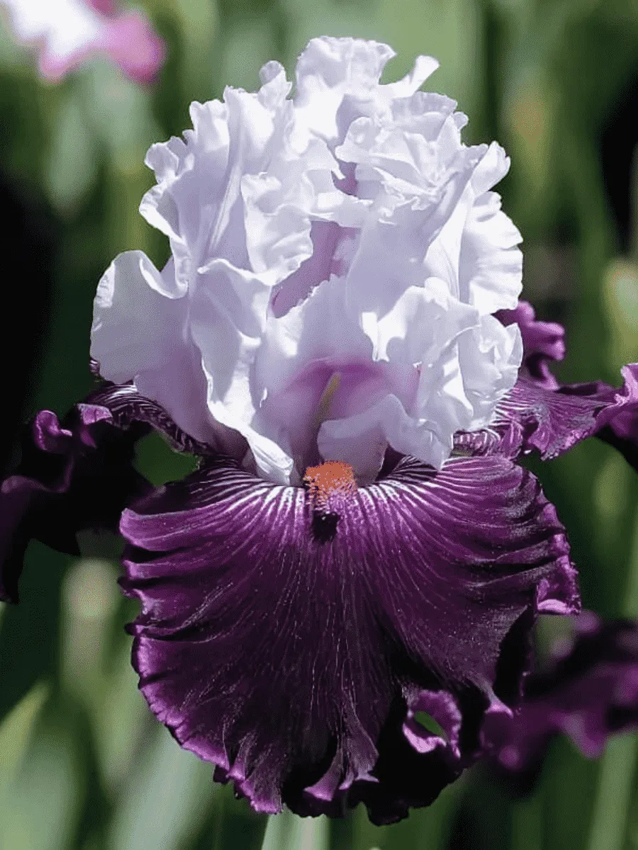 Ирис германский Blue Bird Wine