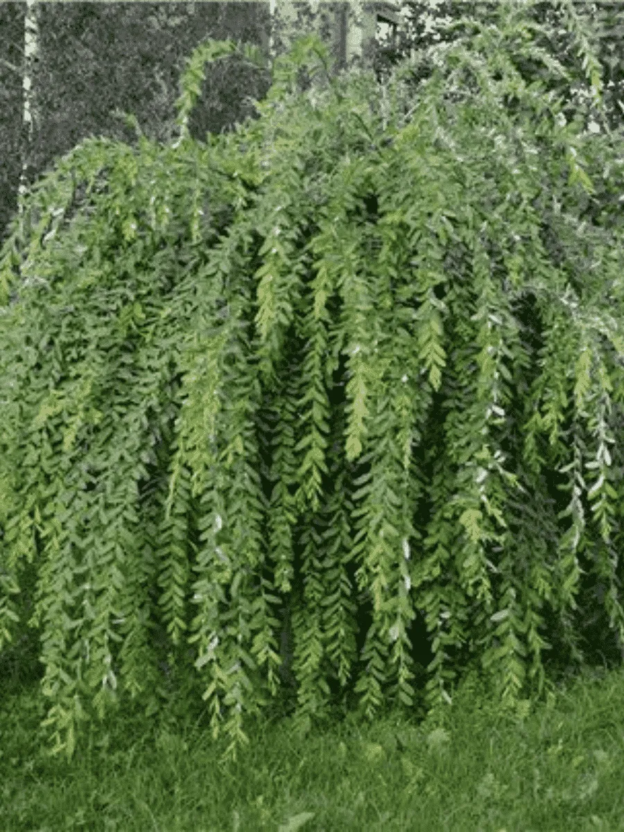 Ива белая Pendula Ива белая Pendula