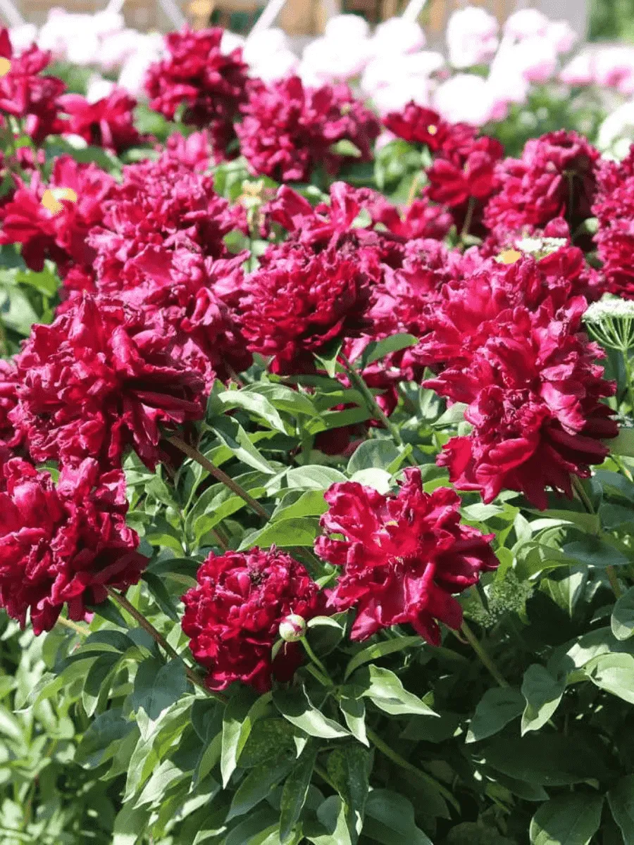 Пион Молочноцветковый Mons Martin Cahuzac