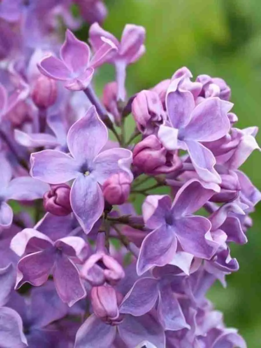 Сирень обыкновенная Сергей Рахманинов Сирень обыкновенная Сергей Рахманинов