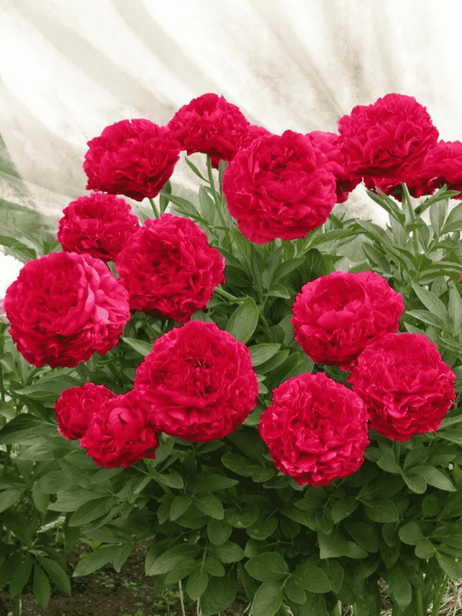 Пион Молочноцветковый Carol