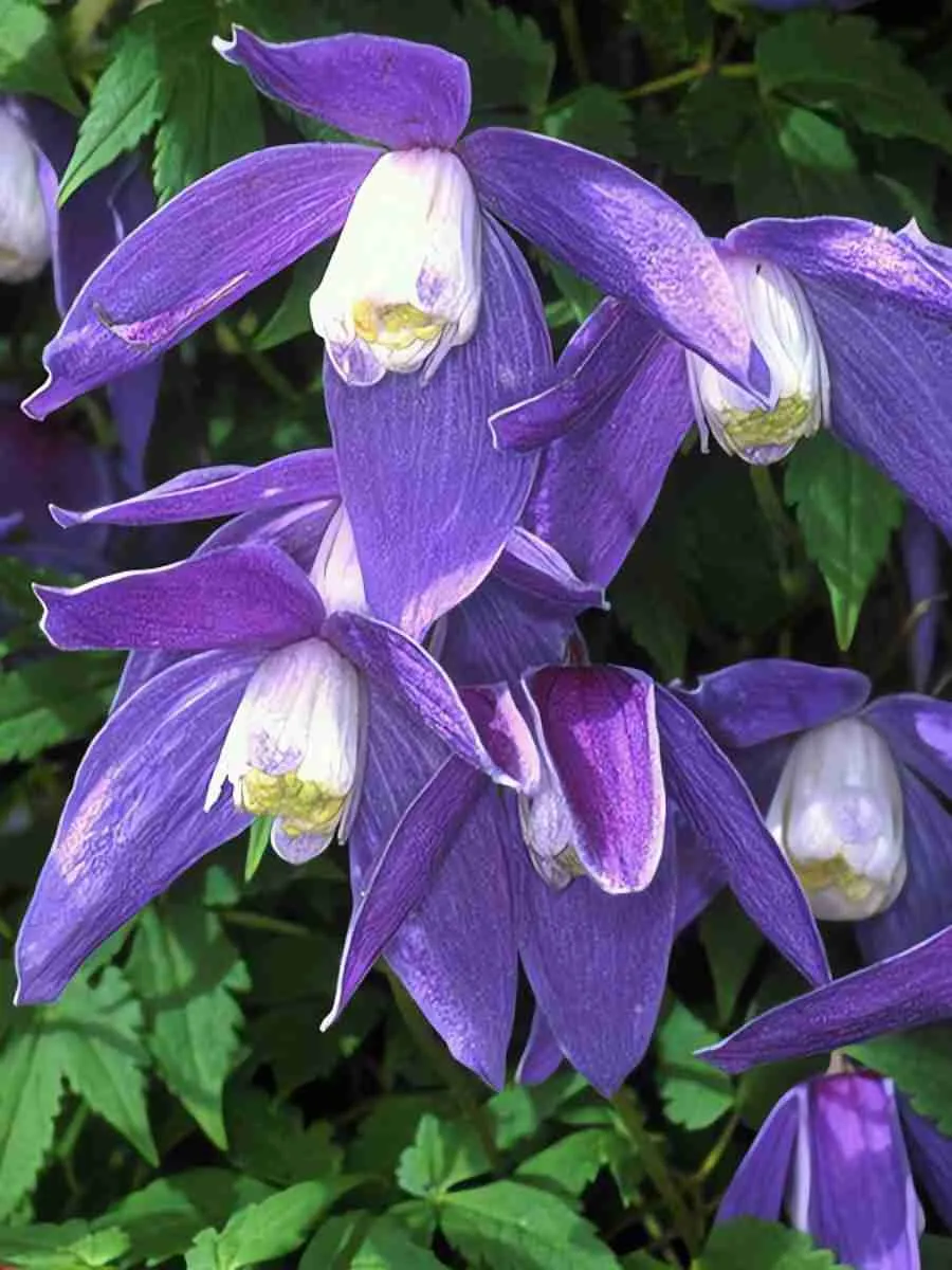 Клематис Frankie