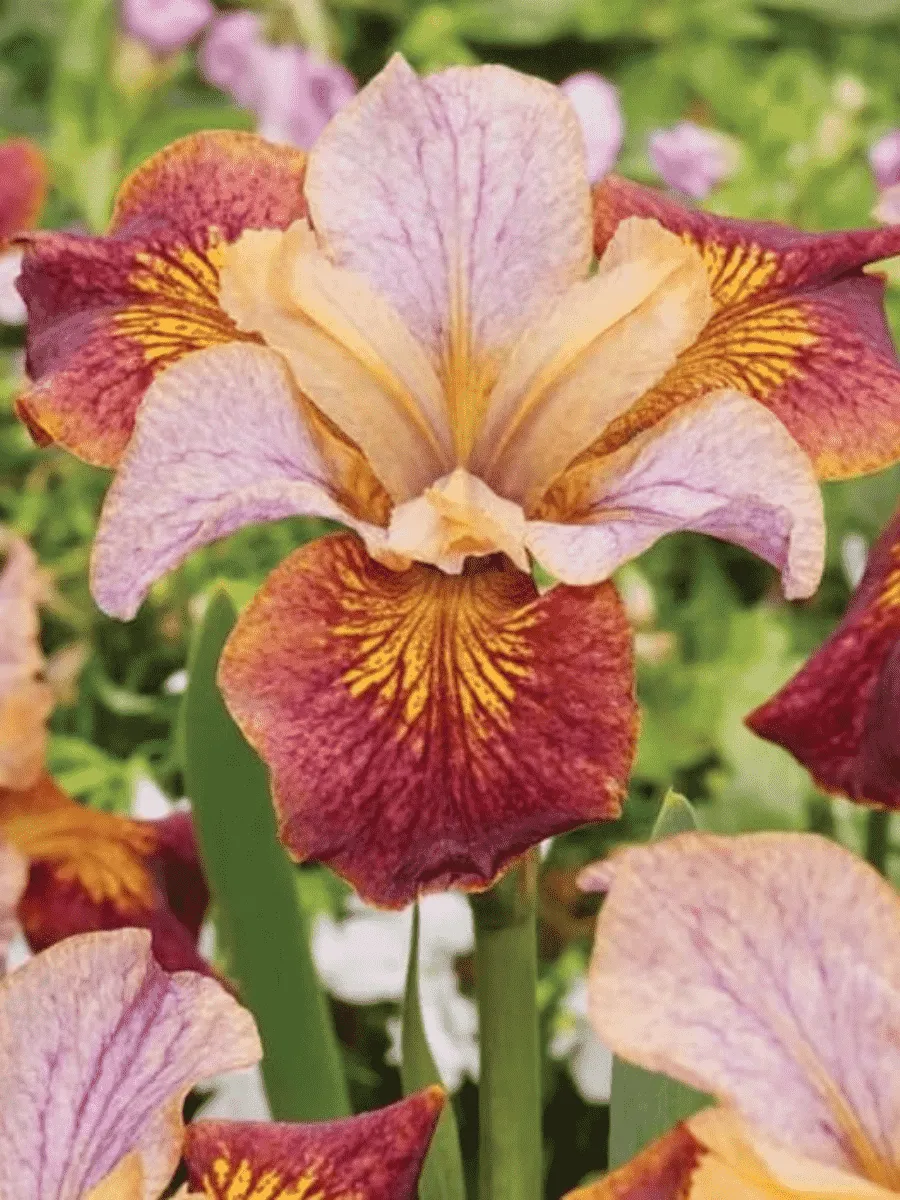 Ирис сибирский Paprikash